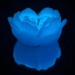 Низькотемпературна БДСМ-свічка у формі троянди GlowKink, люмінесцентна, L, 62 г, блакитна