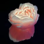Свічка троянда люмінесцентна GlowKink 62 г, низькотемпературна, L, для БДСМ, помаранчева